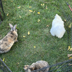 Photo 3 from Oct 15, 2022 event with Masters Petting Zoo