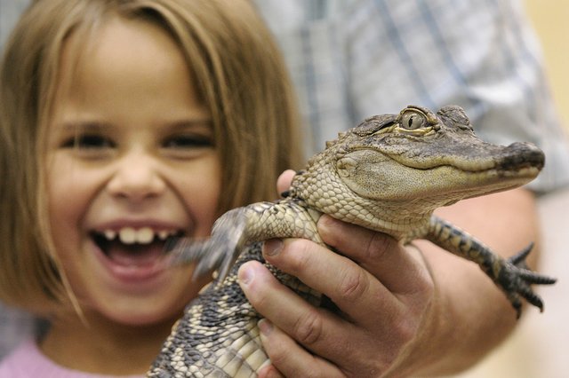 Gallery photo 1 of Reptile Man